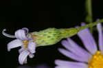 Late purple aster